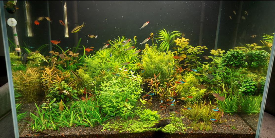 beplant aquarium