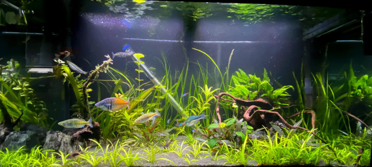 planted aquarium