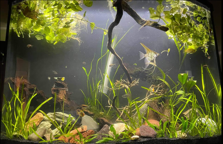 planted aquarium