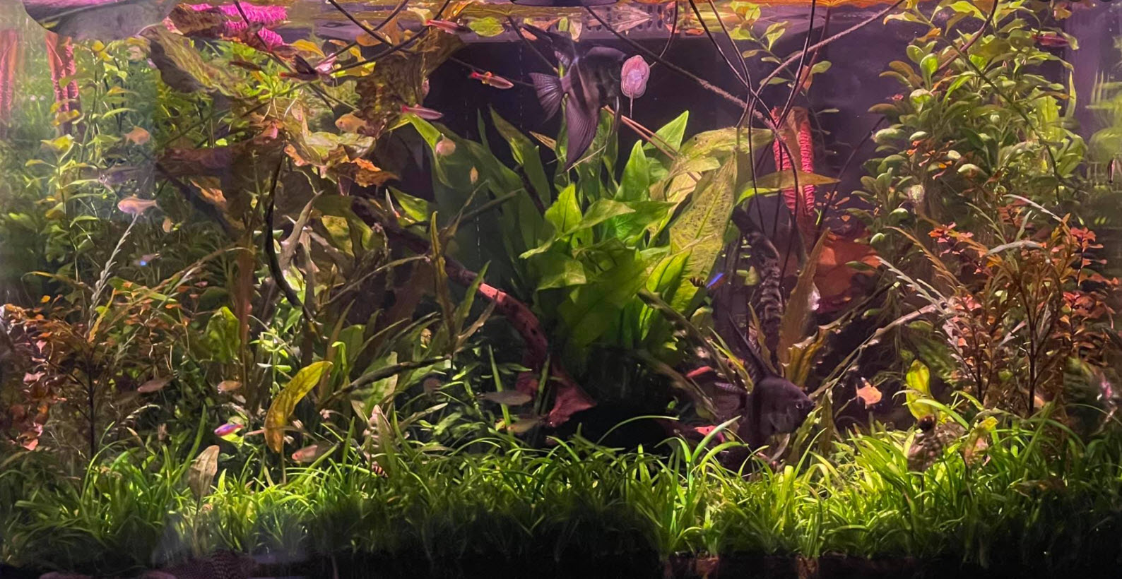 planted aquarium