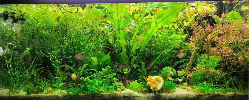 Beplant aquarium