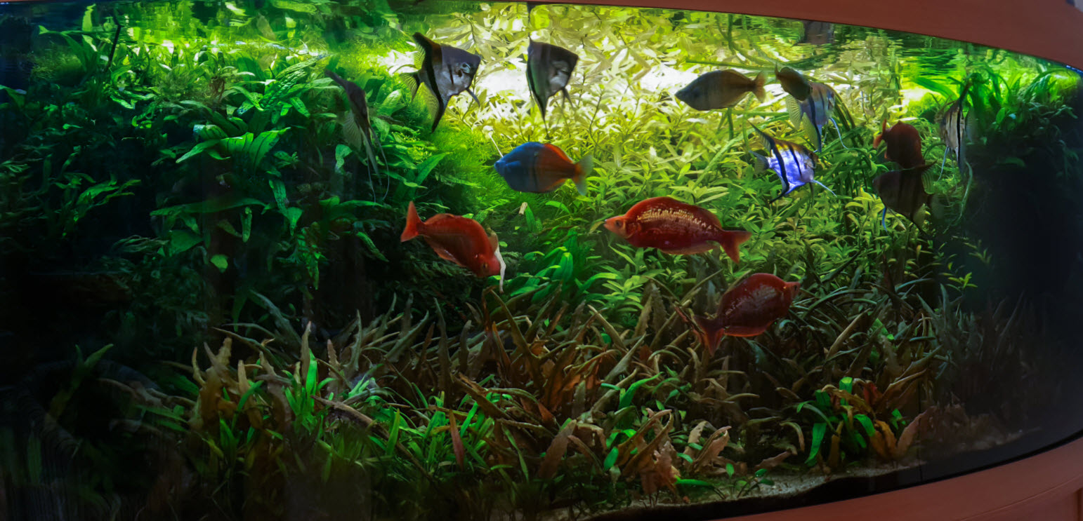 Planted Aquarium