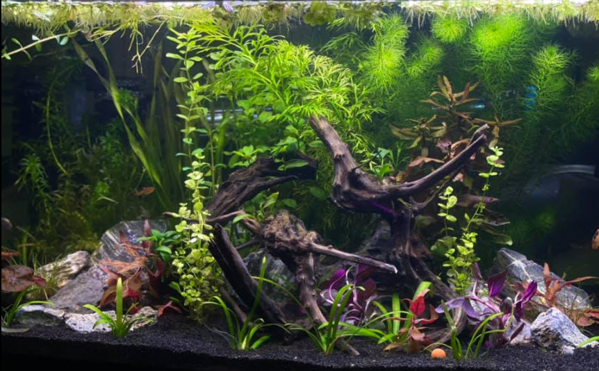 Planted Aquarium