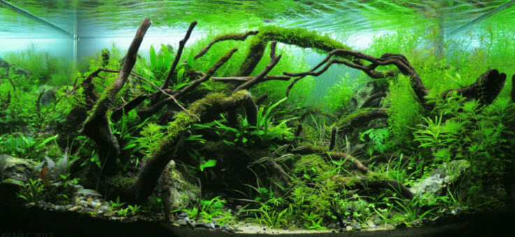 Planted Aquarium