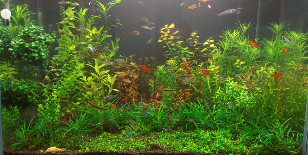 Planted Aquarium