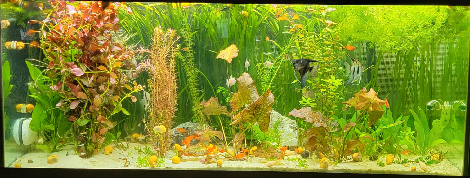 High Tech Planted Aquarium