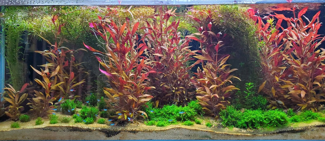 High Tech Planted Aquarium