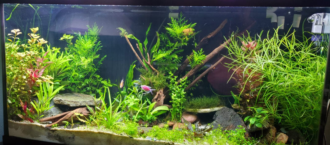 High Tech Planted Aquarium