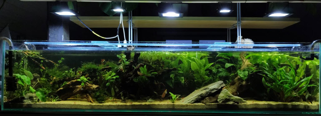 Beplant aquarium