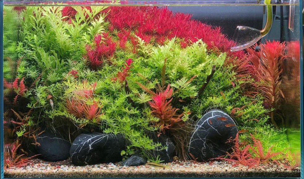 High Tech Planted Aquarium