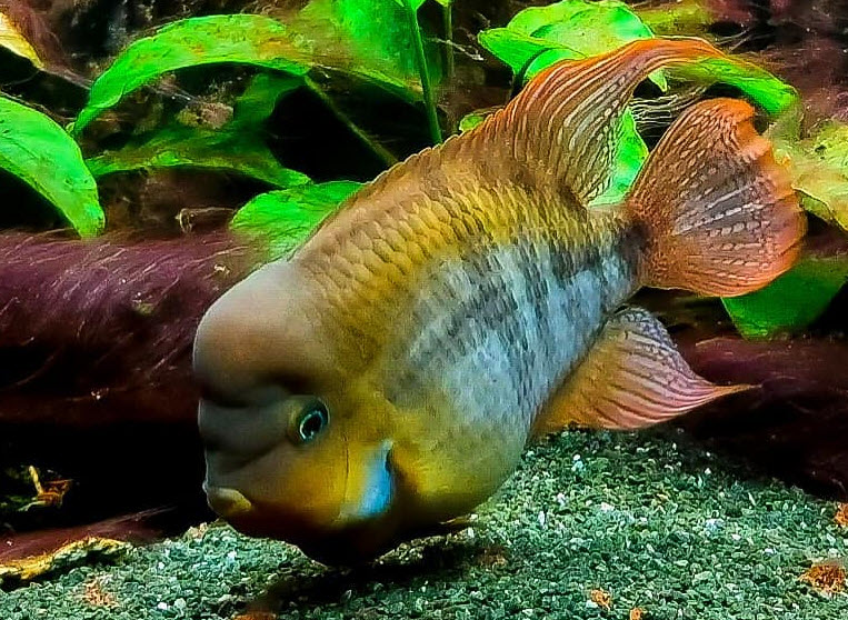 Amatitlania sajica, T-bar cichlid