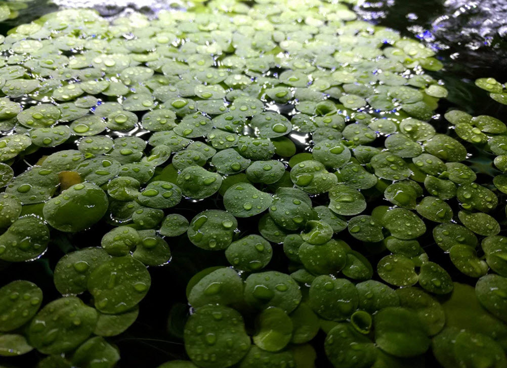 Amazon Frogbit (Limnobium laevigatum)
