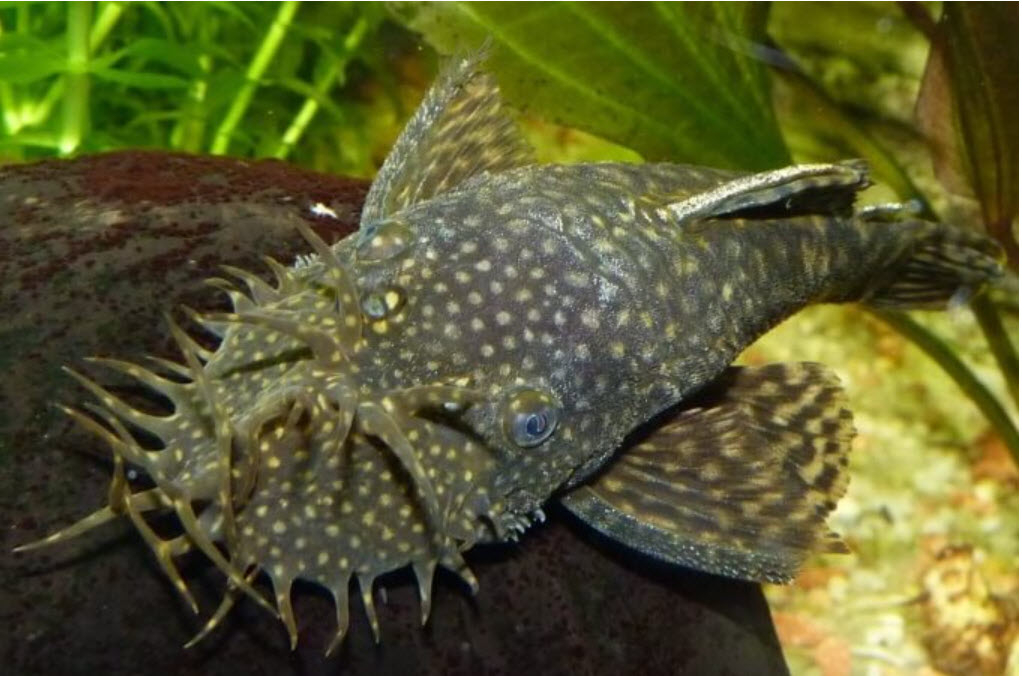 Ancistrus Bushy Nosed Pleco