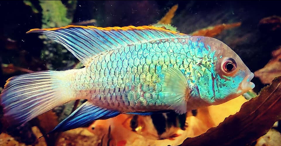 Andinoacara pulcher Electric Blue Acara