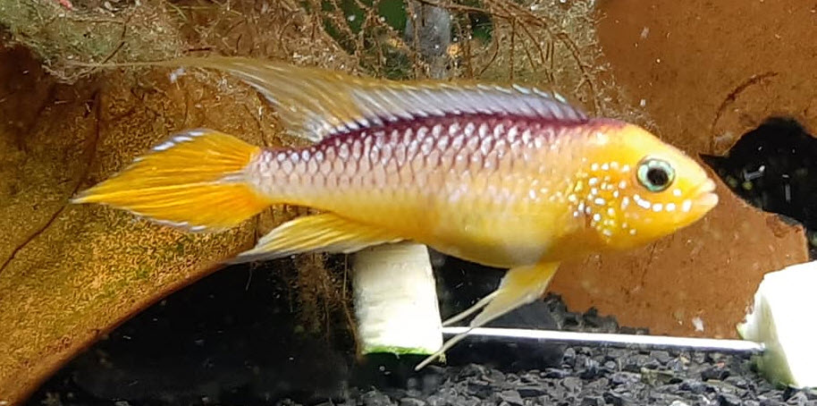 Apistogramma agassizi Gold Fire