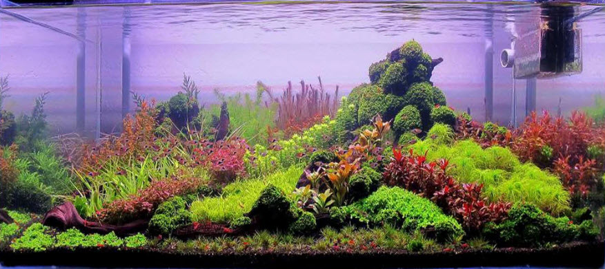 Dutch Style Aquarium