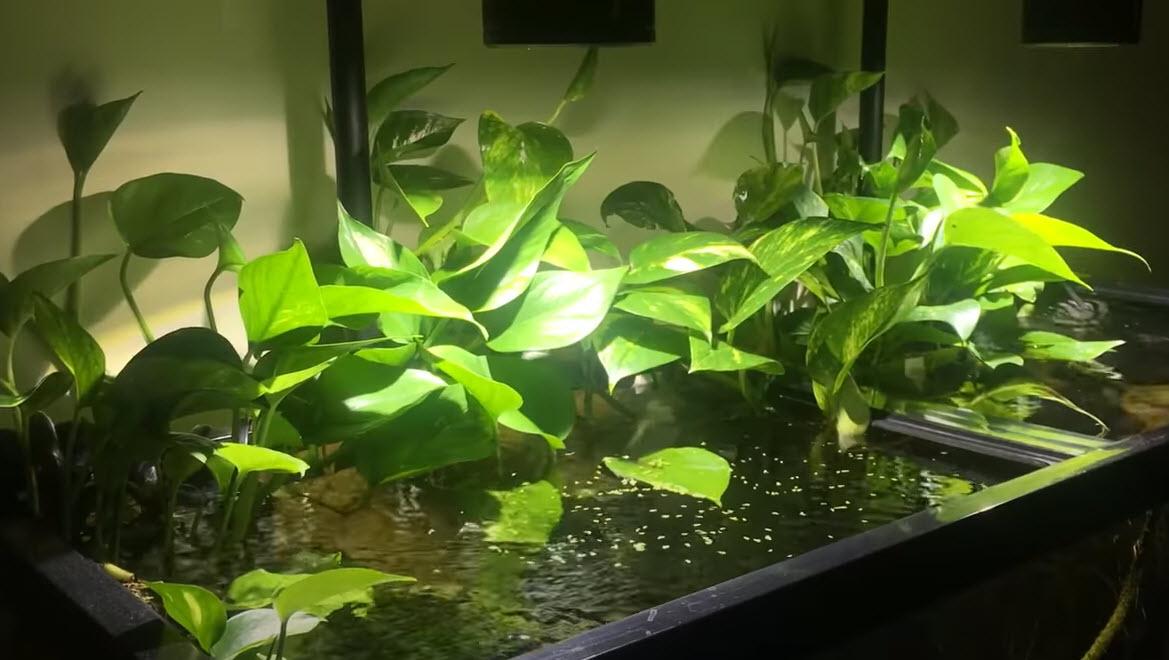 Pothos in an Aquarium