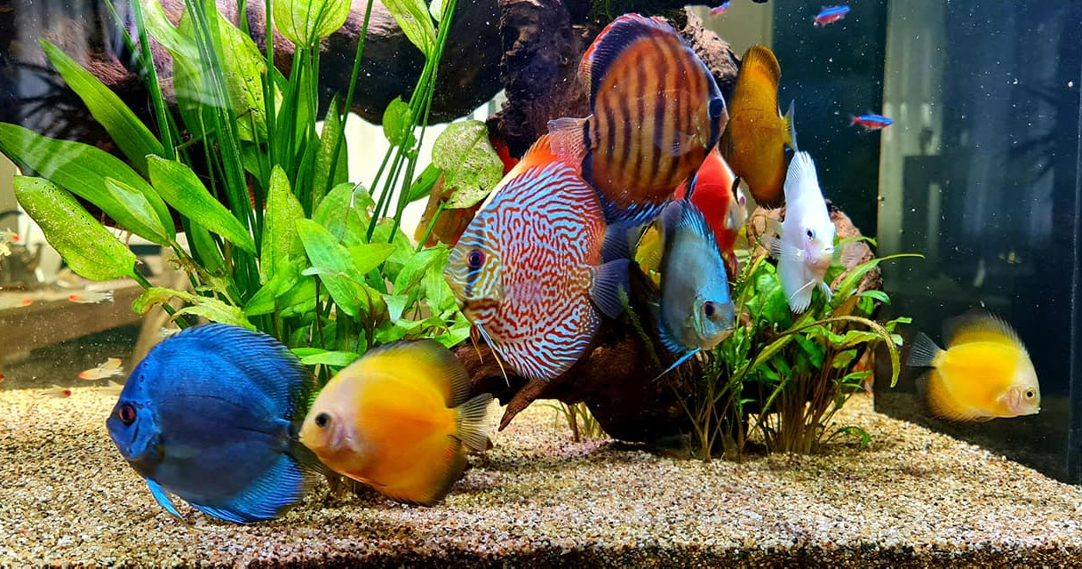 Symphysodon aequifasciatus Discus