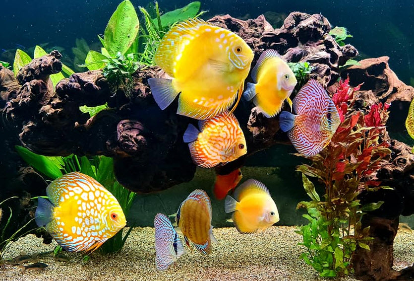Symphysodon aequifasciatus Discus