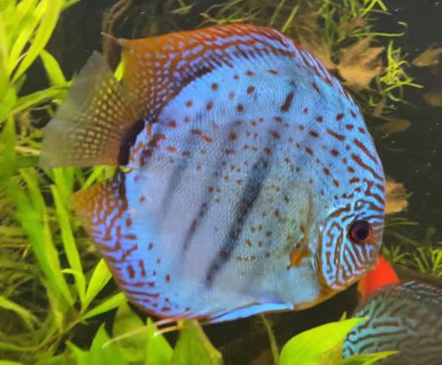 Symphysodon aequifasciatus – Discusvis