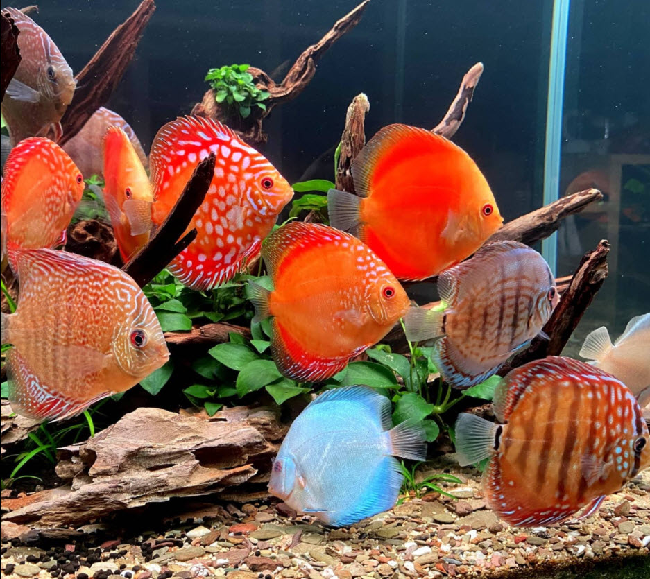 17.11. Discus