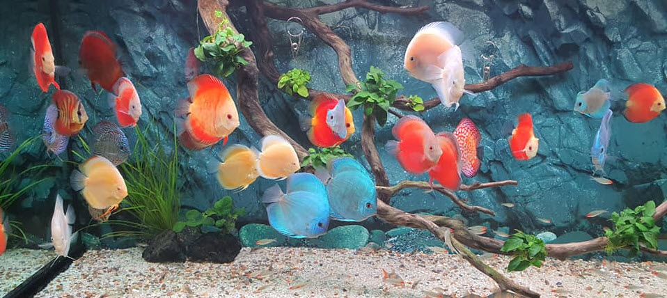 Discus Aquarium