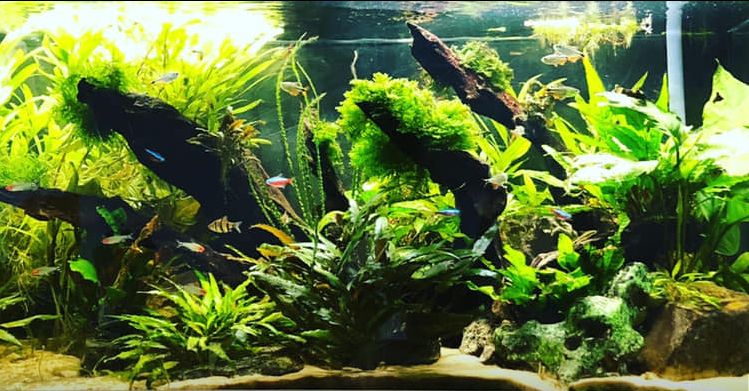 Planted aquarium