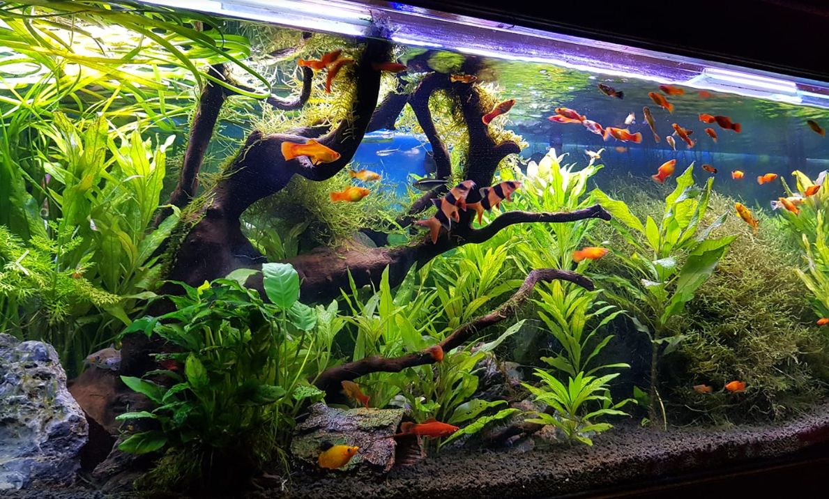 Planted aquarium