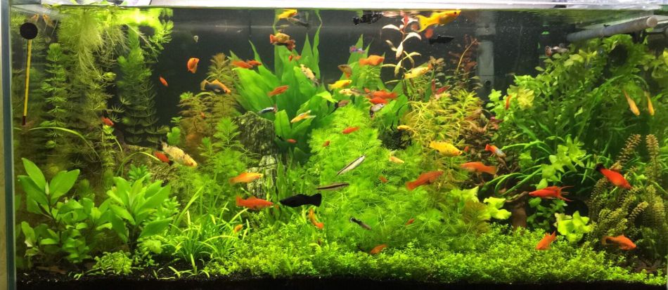 Planted aquarium