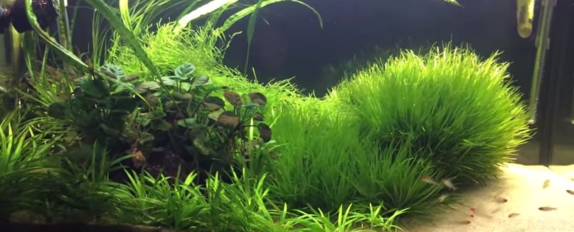 Planted aquarium