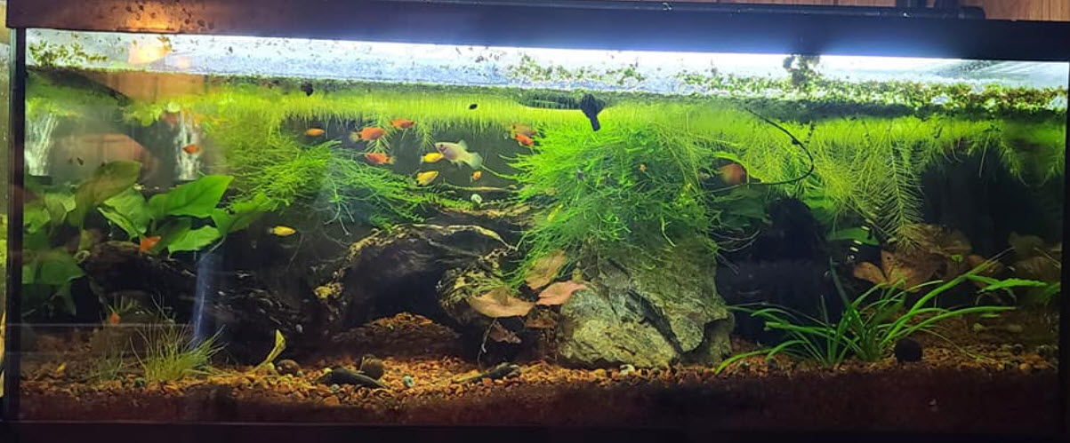 Planted Aquarium