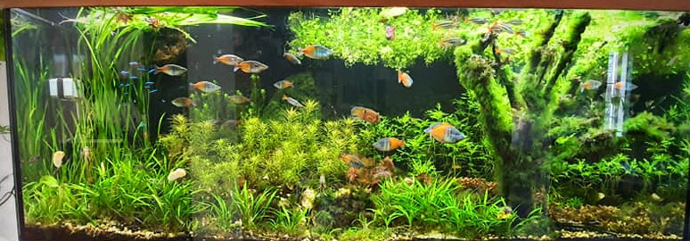 Planted Aquarium