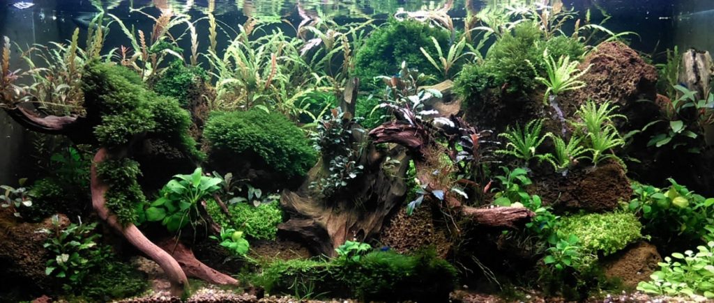 Well Planted Aquarium