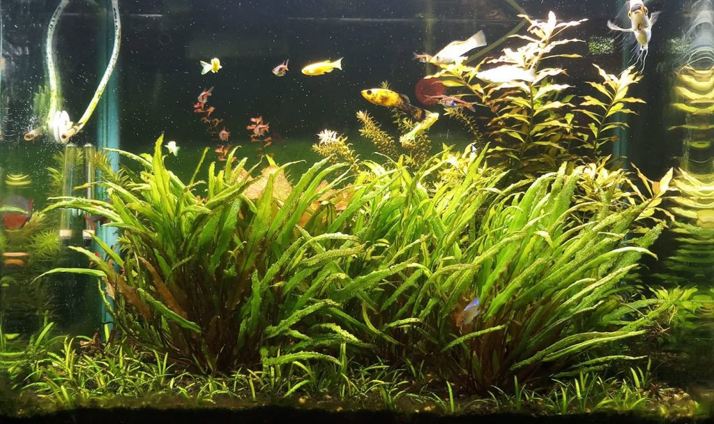 Well Planted Aquarium