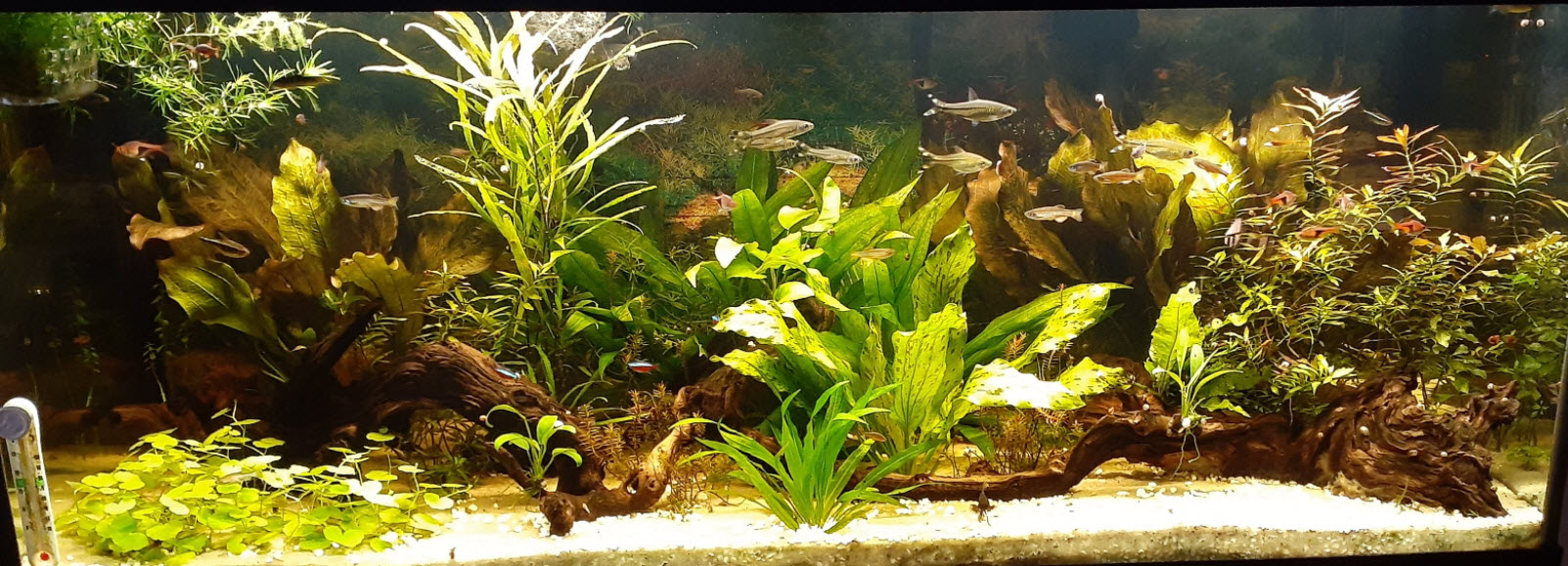 Planted Aquarium