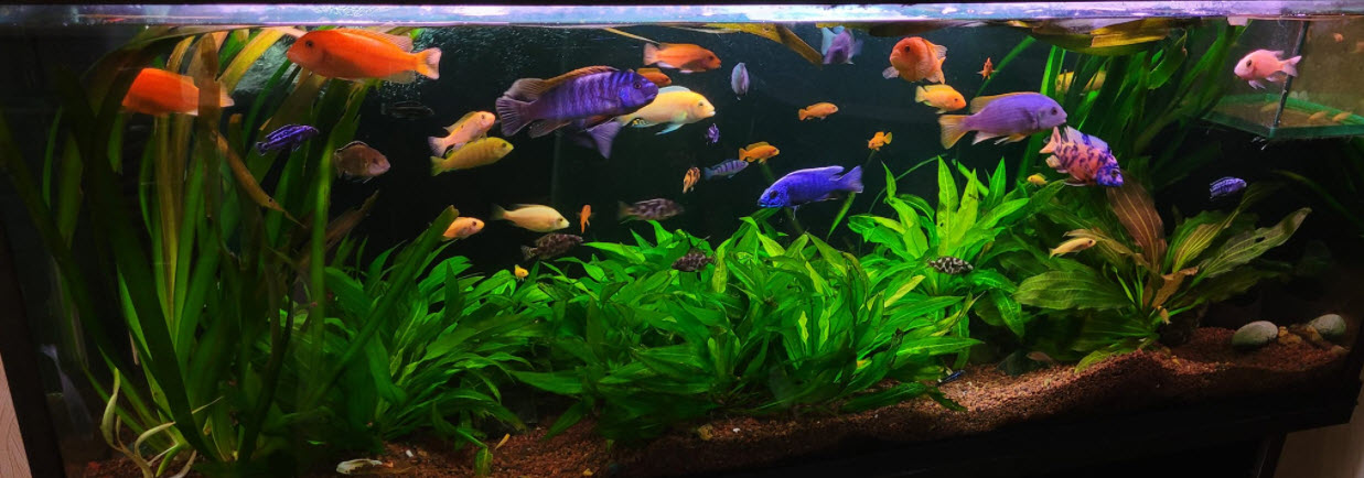 Malawi Cichlids and Plants