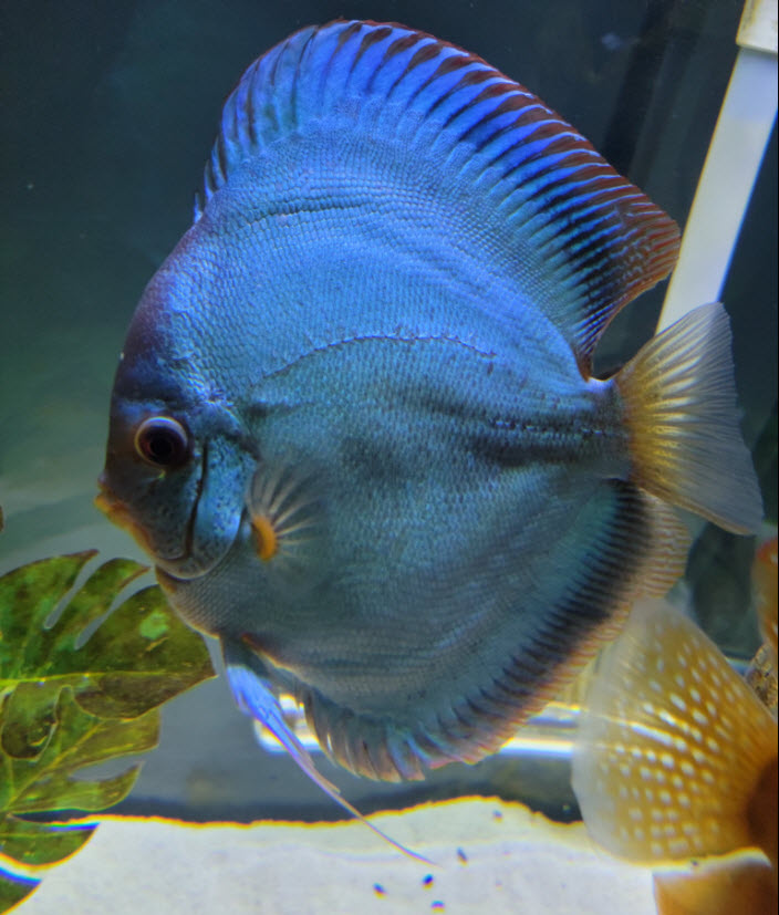 Symphysodon aequifasciatus Discus