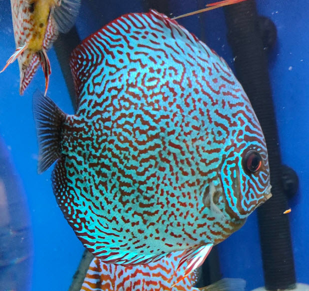 Symphysodon aequifasciatus Discus