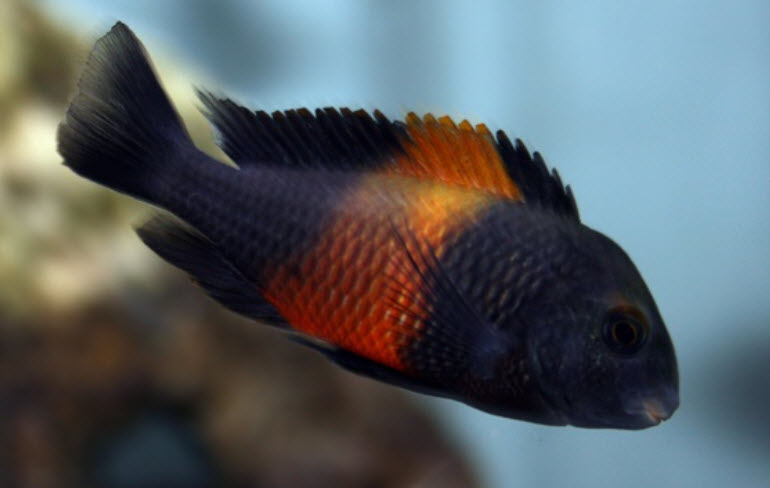 Tropheus Bemba Flame