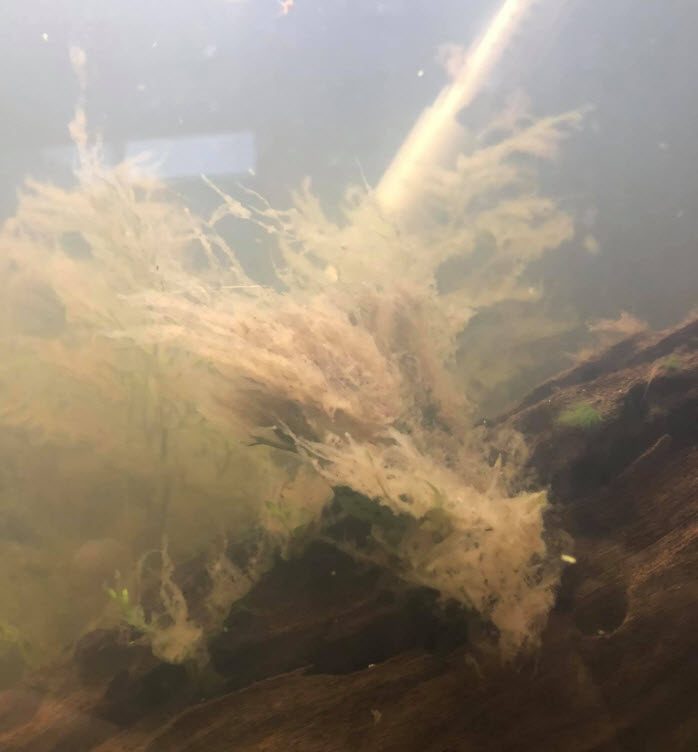 Water mold probably mixed with diatoms