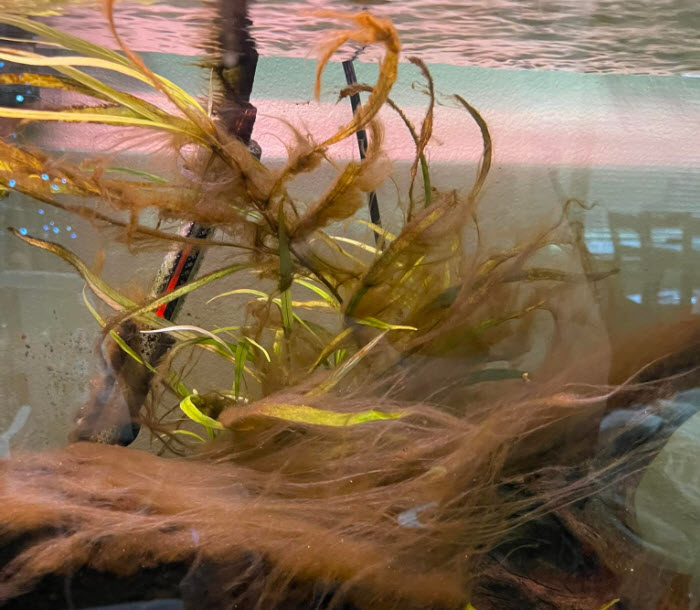 Water mold with brown algae