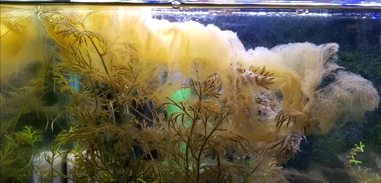 Water Mold probably mixed with diatoms