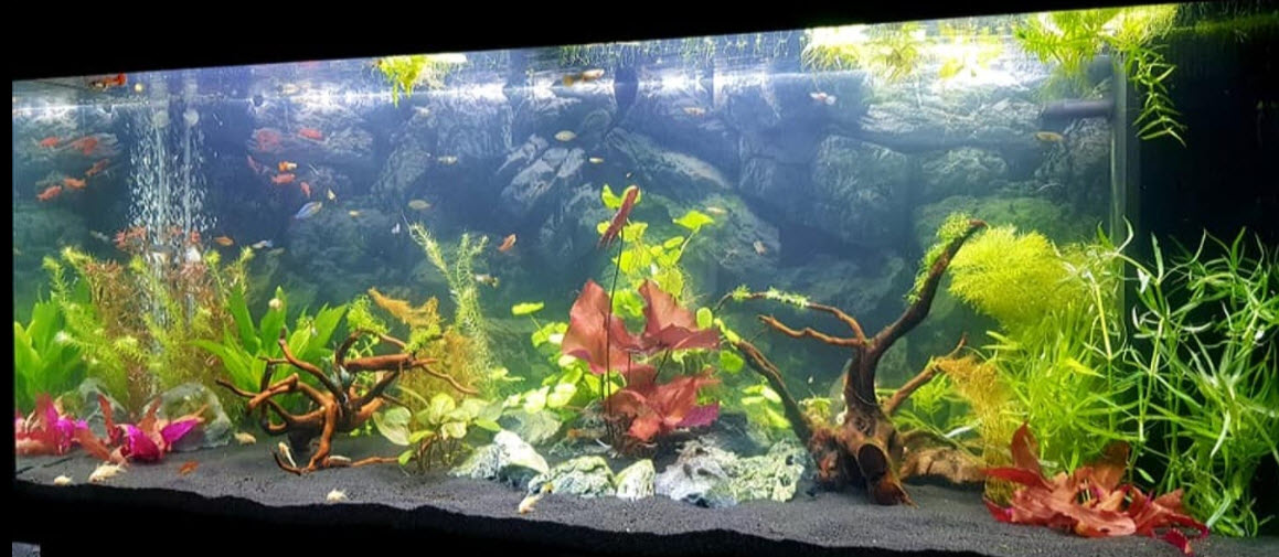 Planted Aquarium