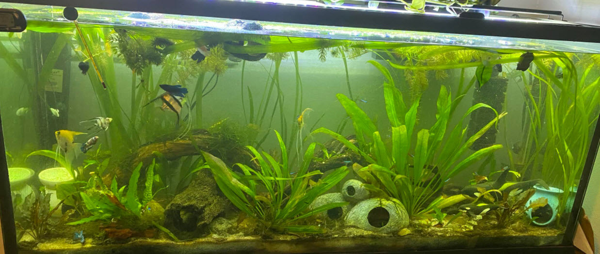 Planted Aquarium