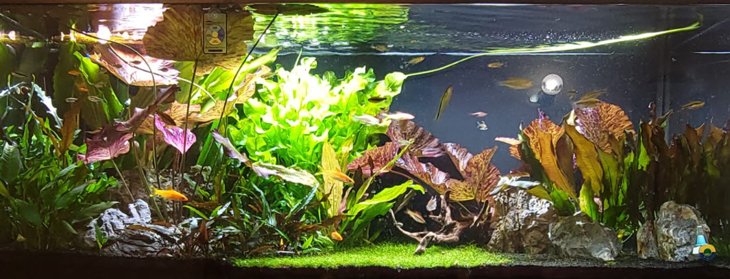 High Tech Planted Aquarium