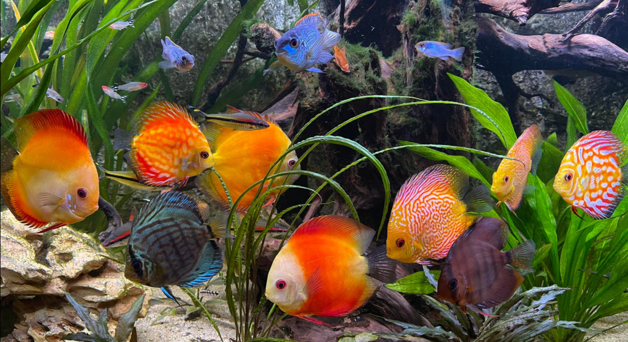 Symphysodon aequifasciatus Discus