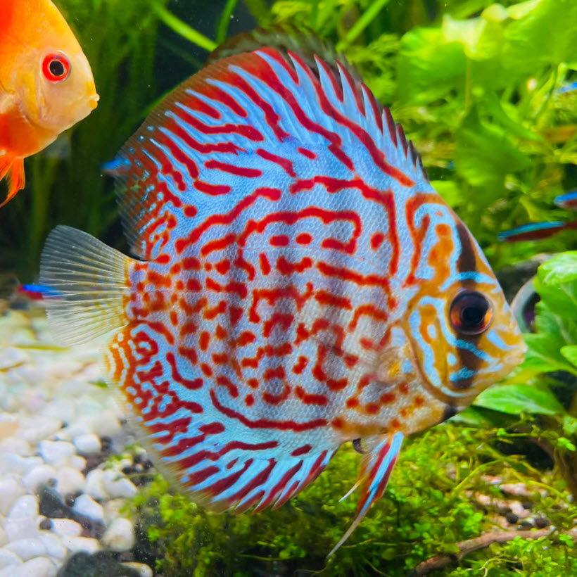 Symphysodon aequifasciatus – Discusvis