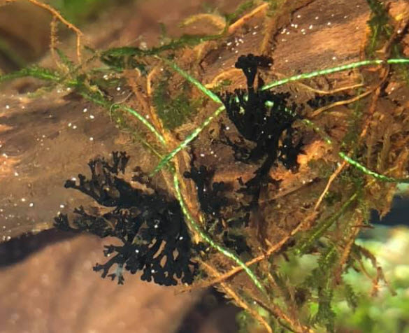 Black Susswassertang