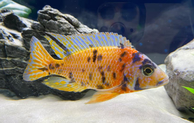 OB Peacock