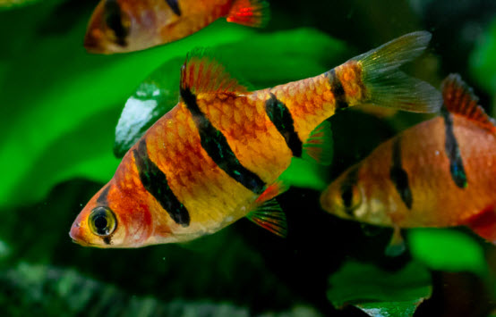 Six Banded Barb